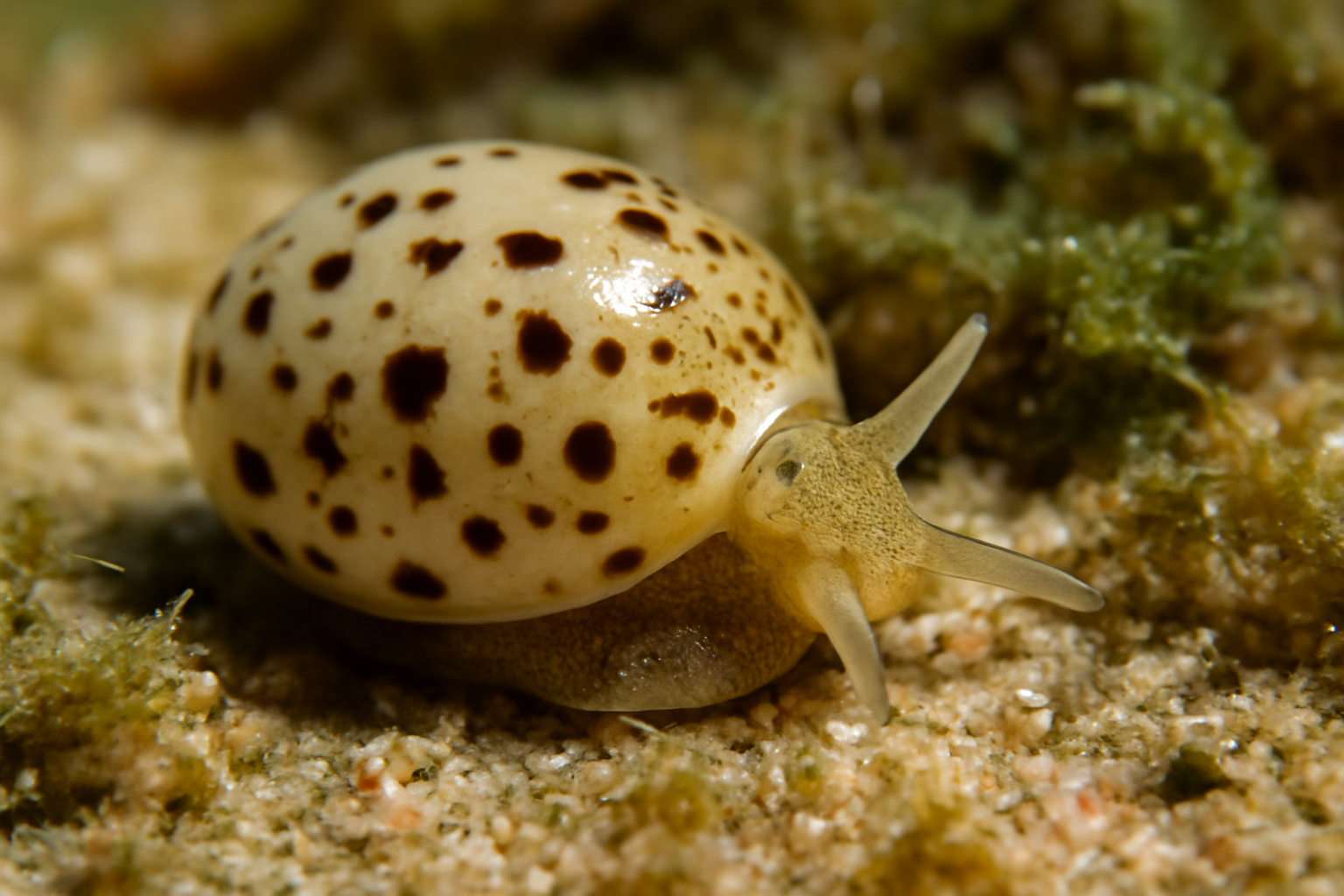 Haminoea