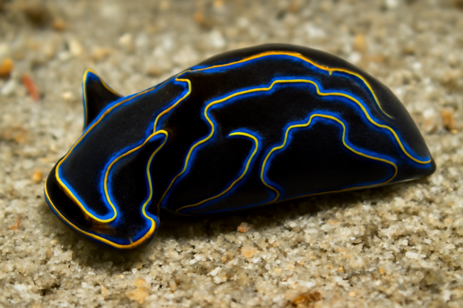 Philinopsis