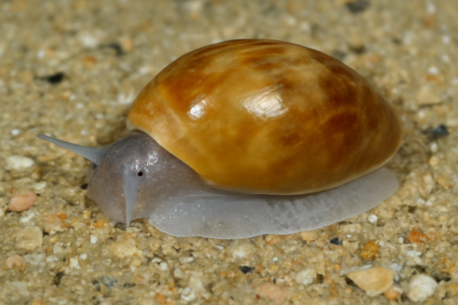 Bullacta