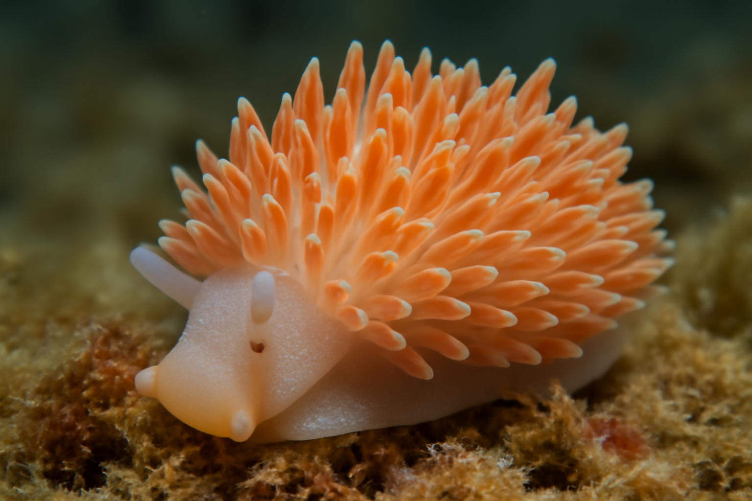 Haminella