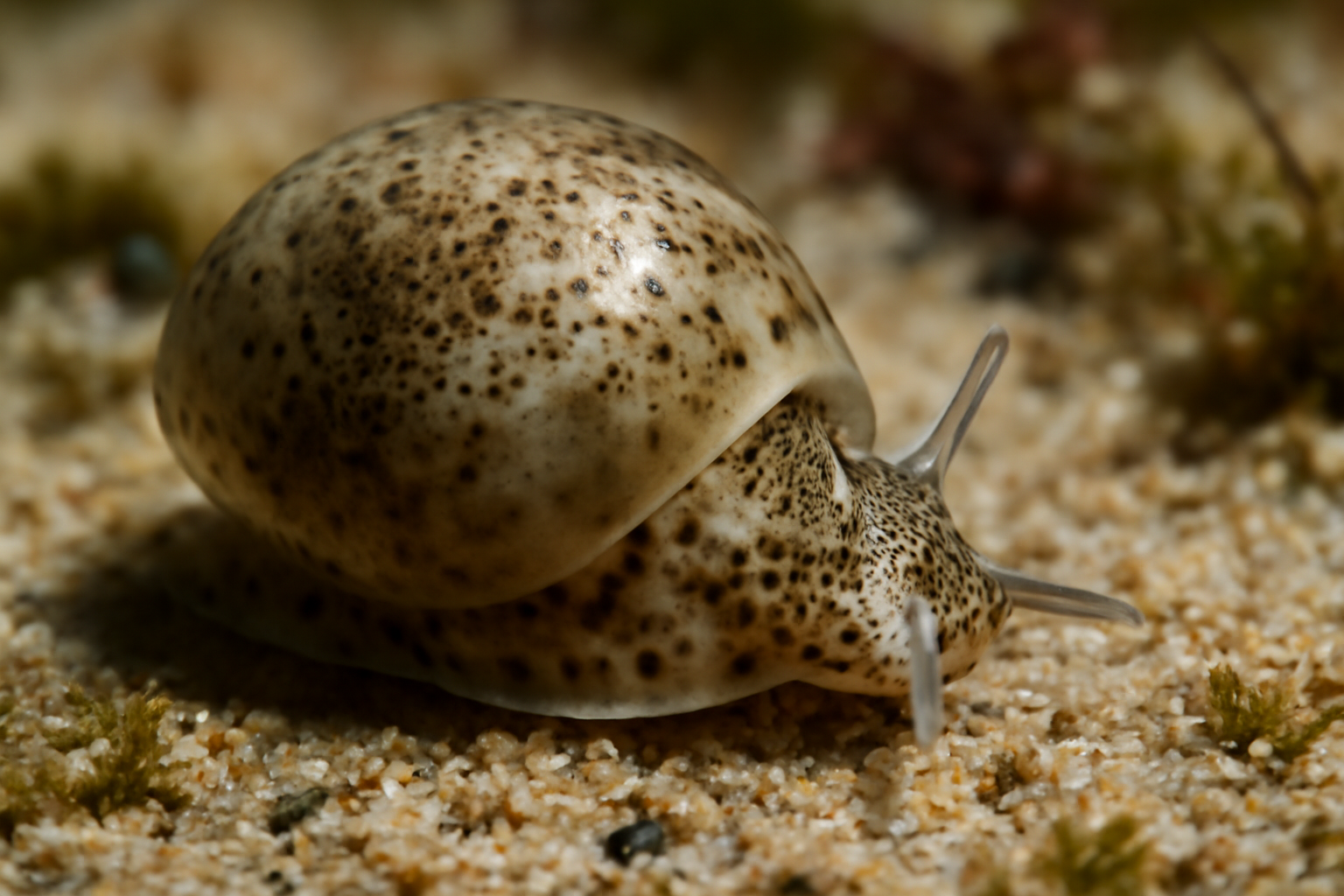 Haminoea