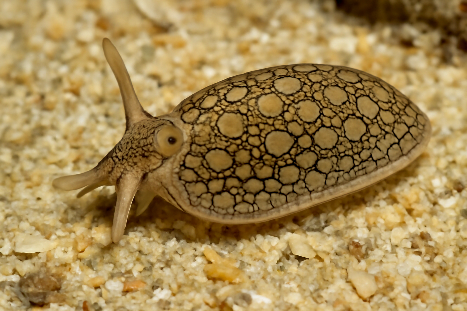 Phanerophthalmus
