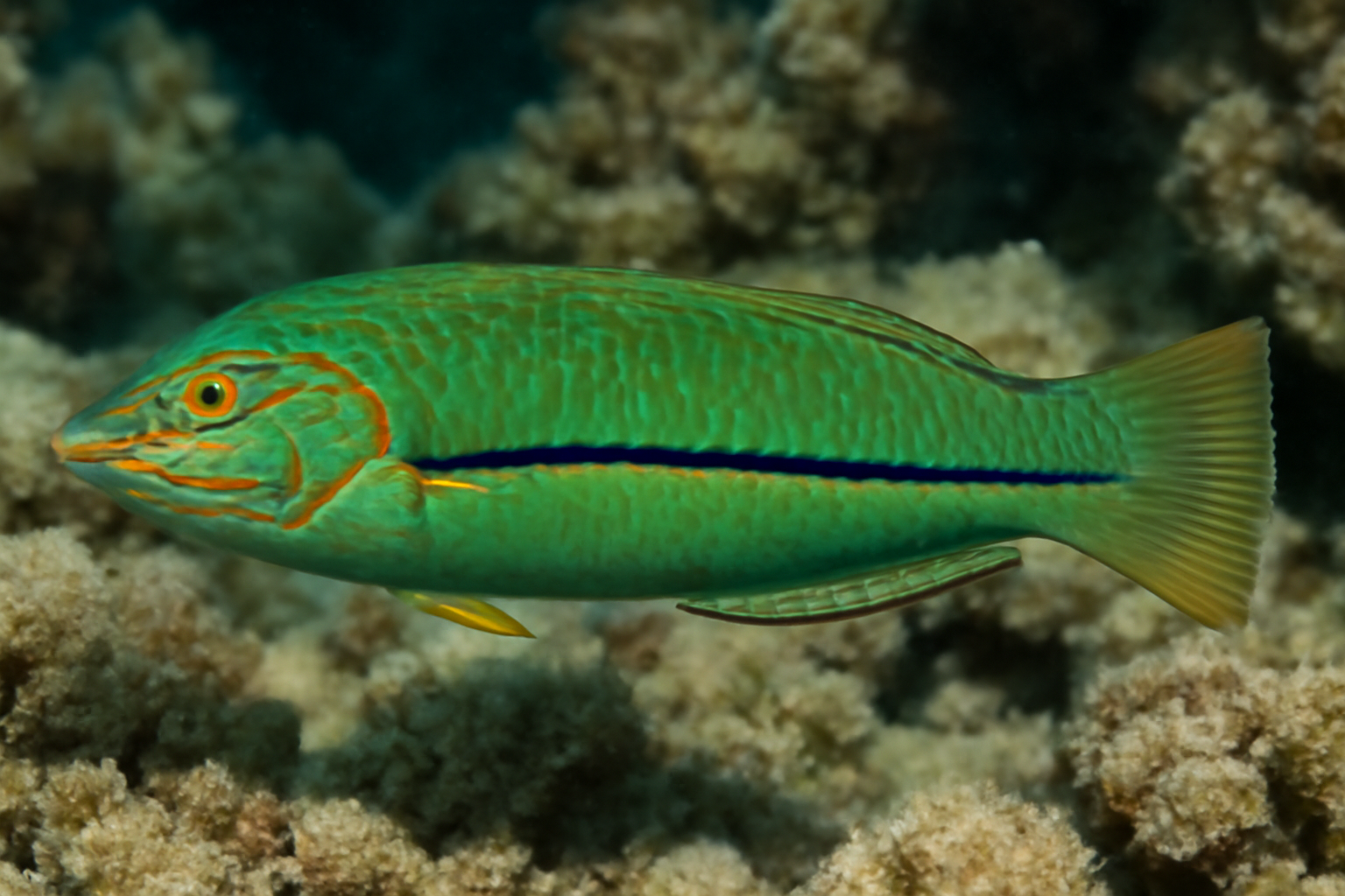 Smargadia