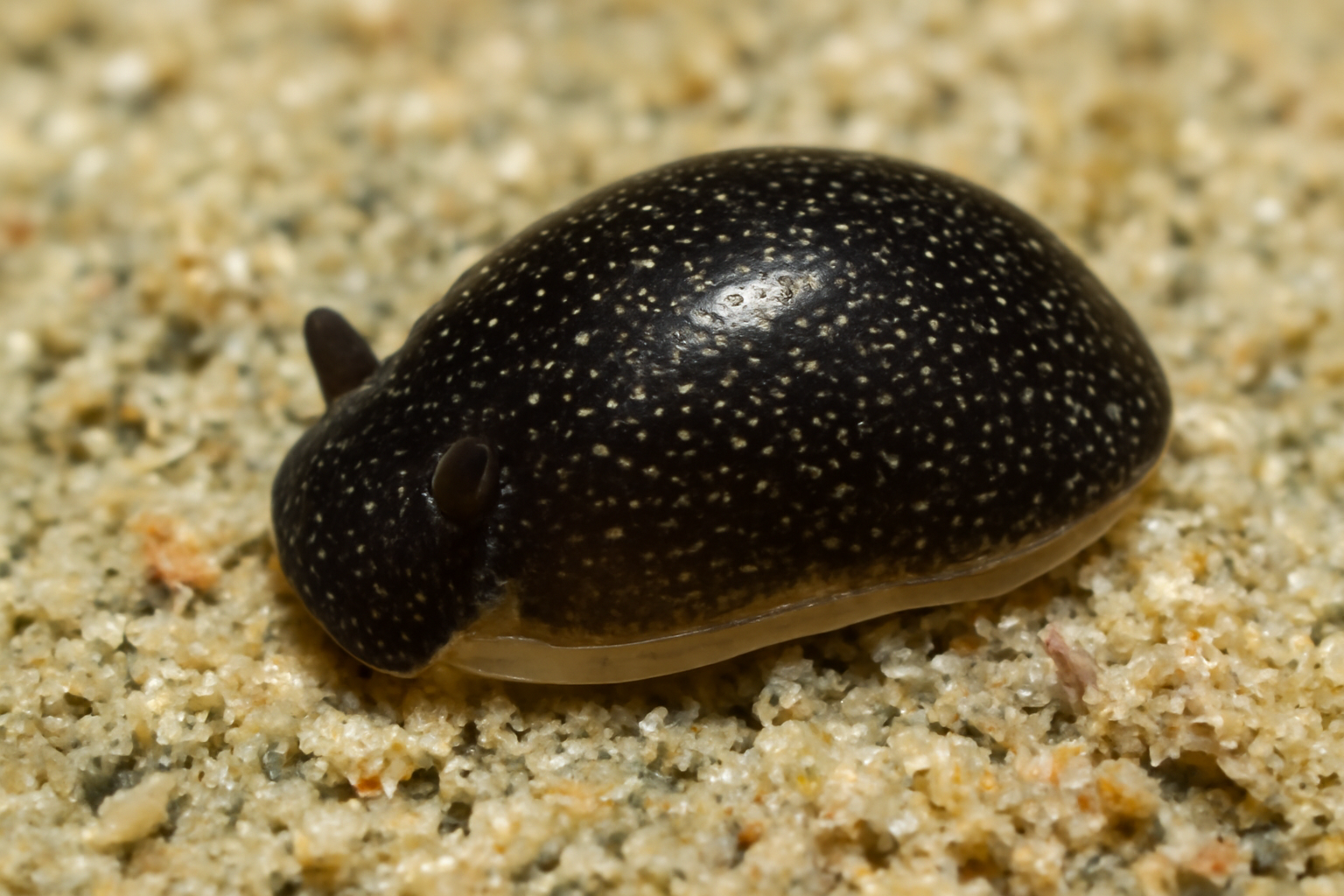 Runcinella