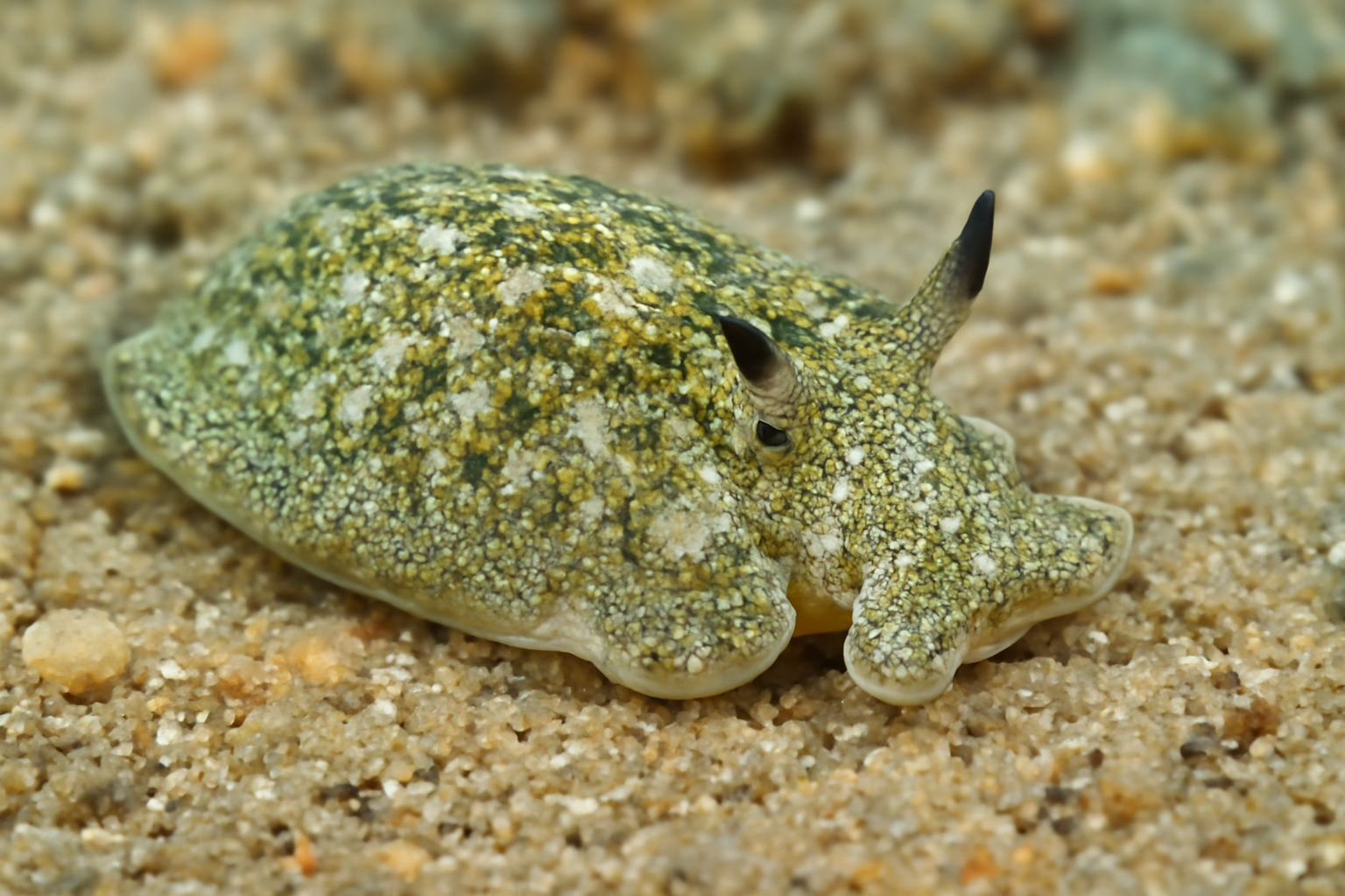 Plakobranchus