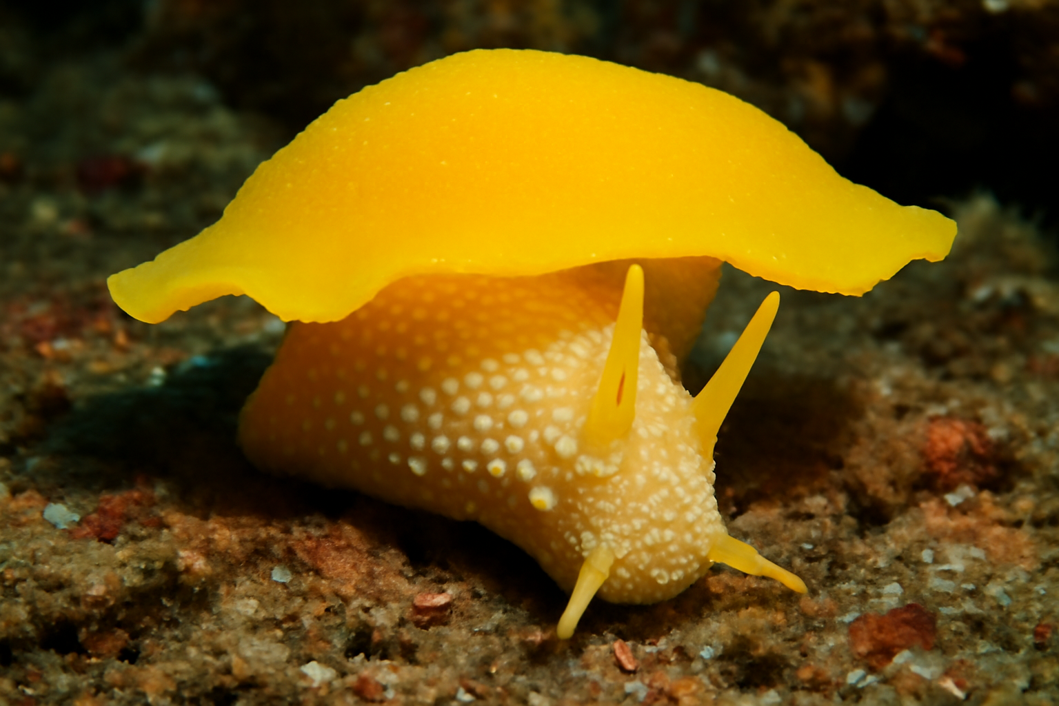 Yellow Umbrella Slug