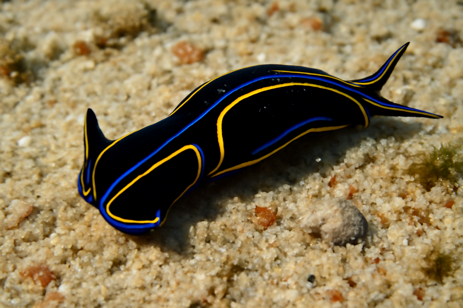Chelidonura