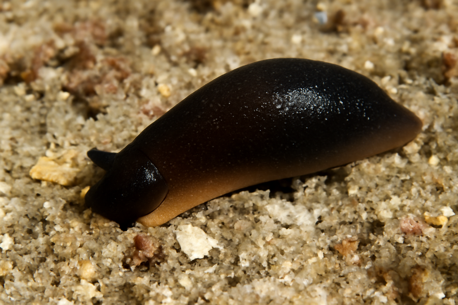 Melanochlamys