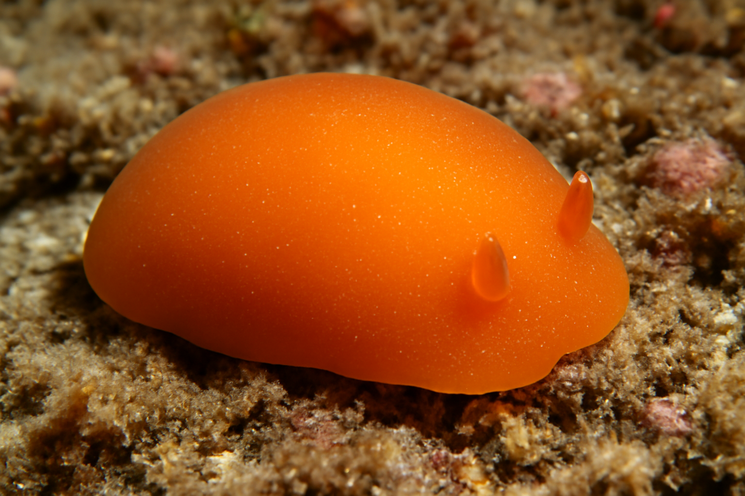 Berthellina