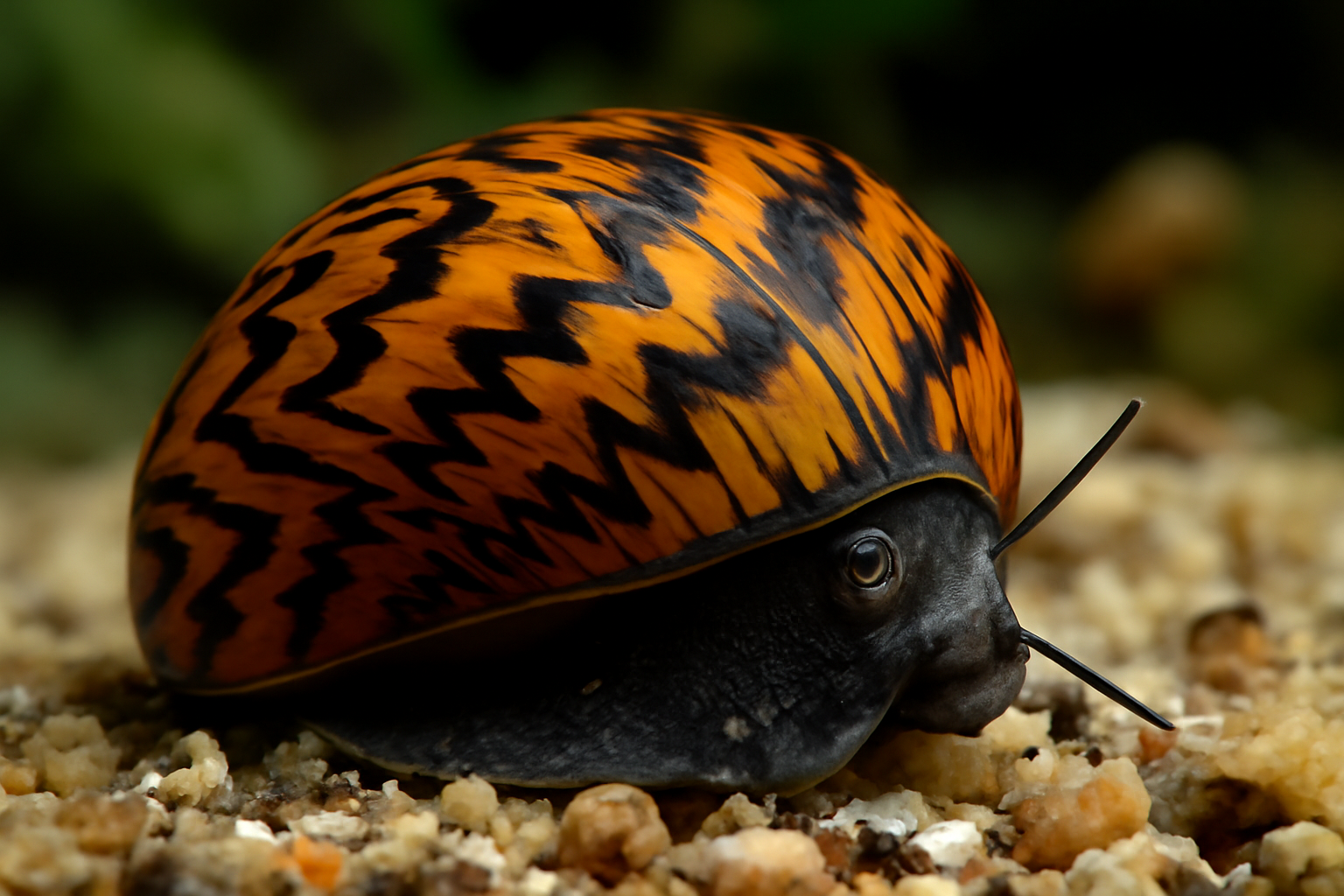 Neritina
