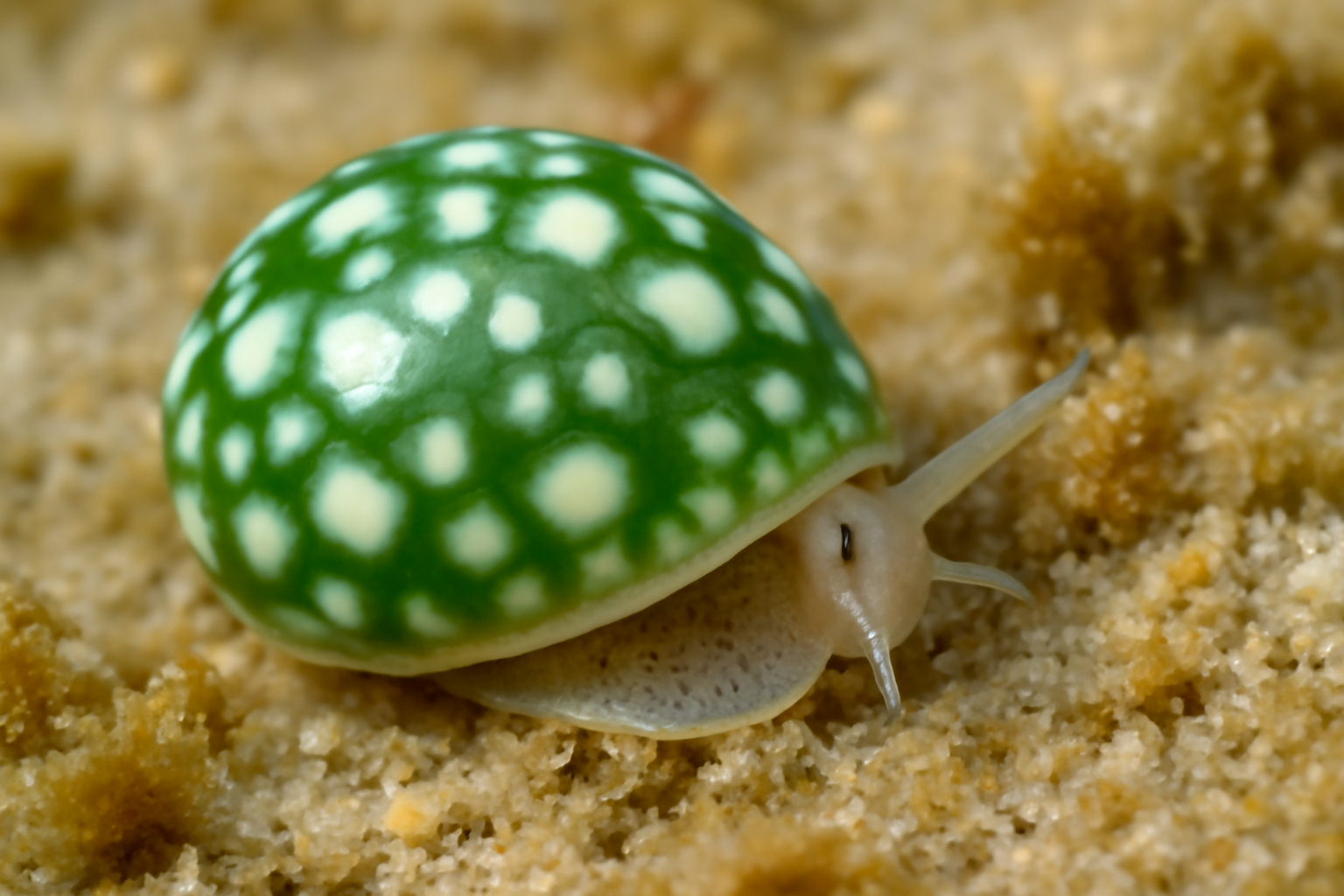 Smaragdia