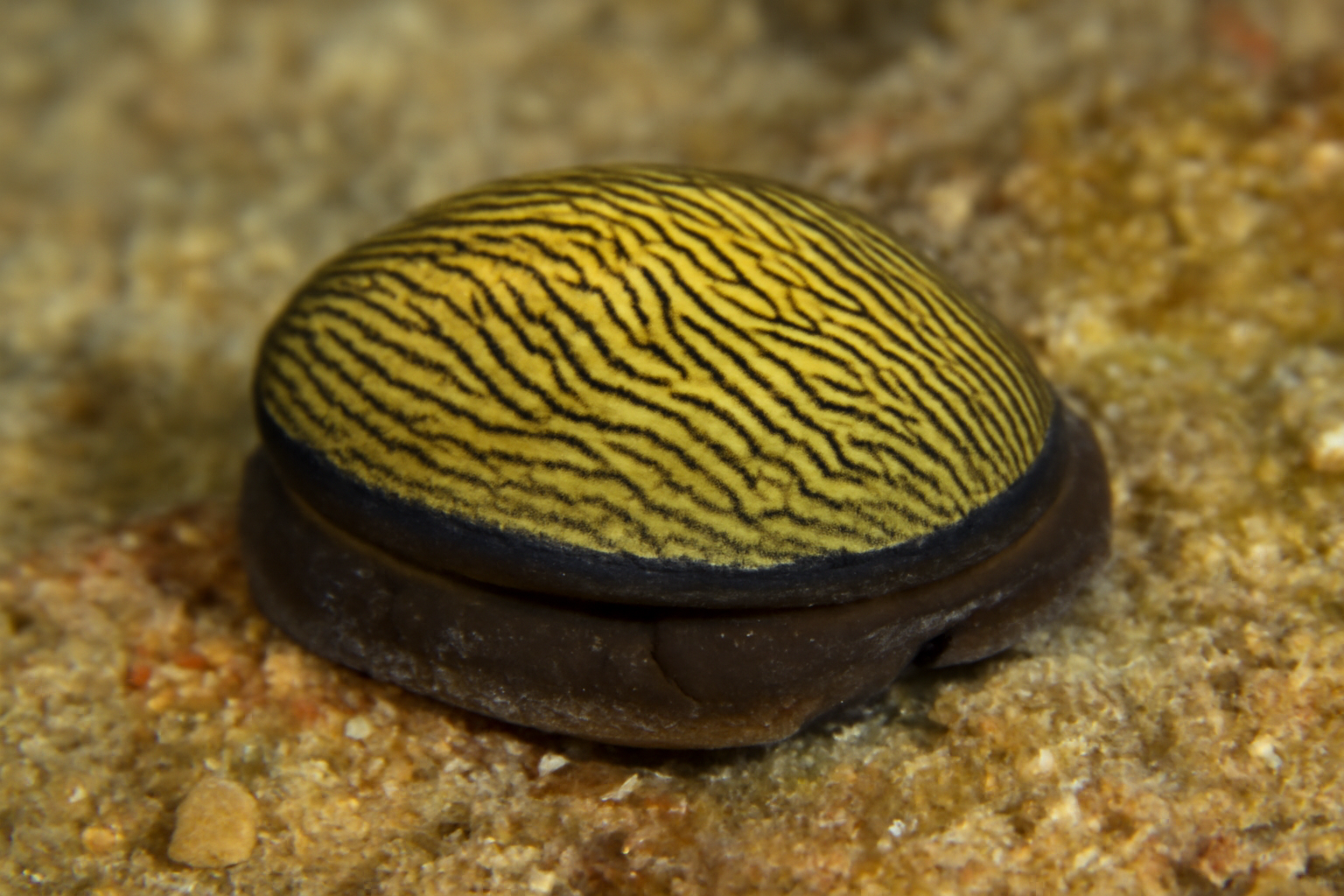 Septaria