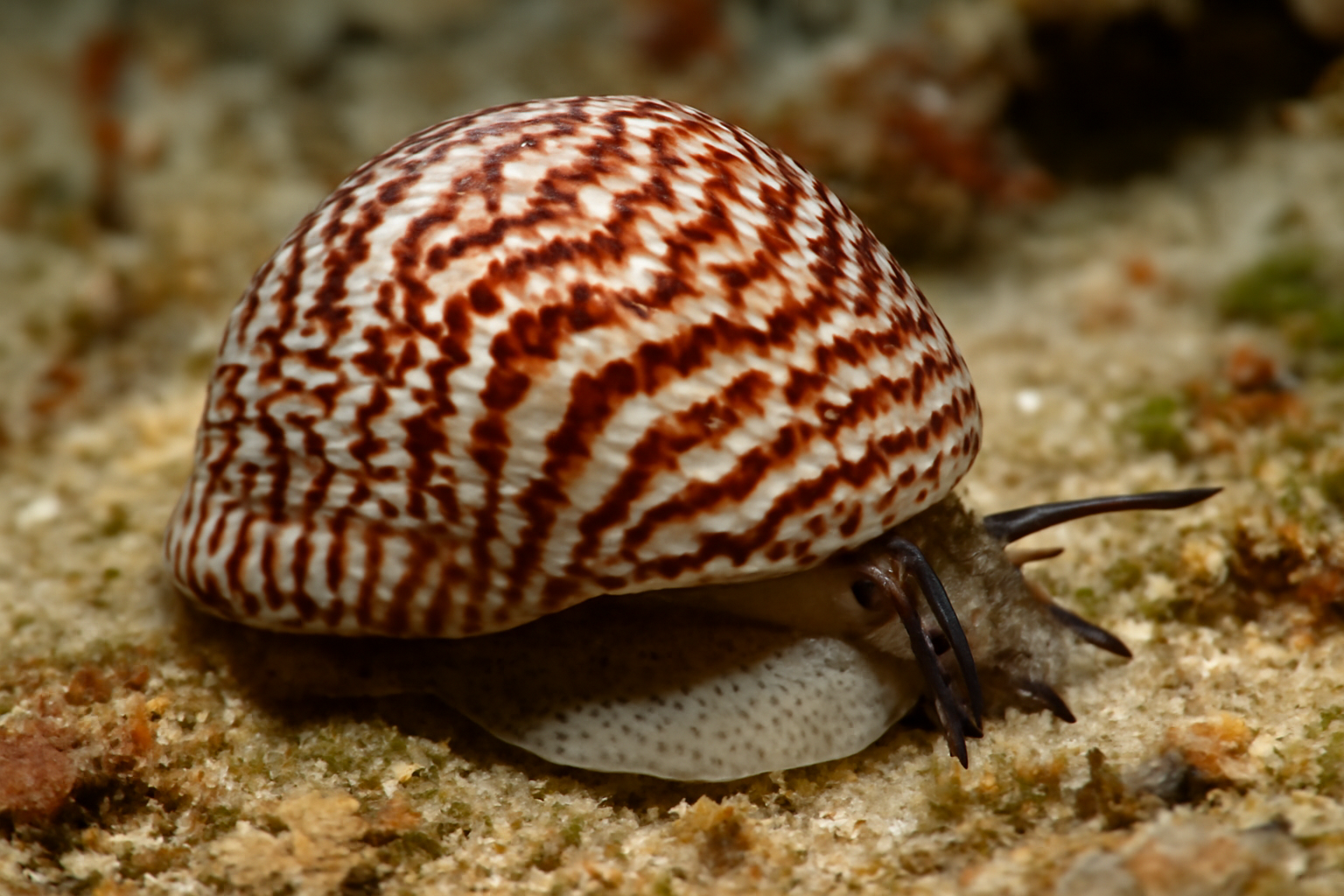 Neritopsis
