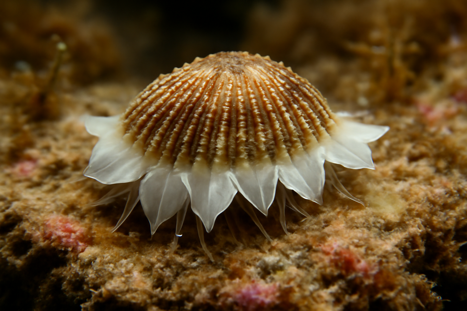 Butterfly Slit Limpets