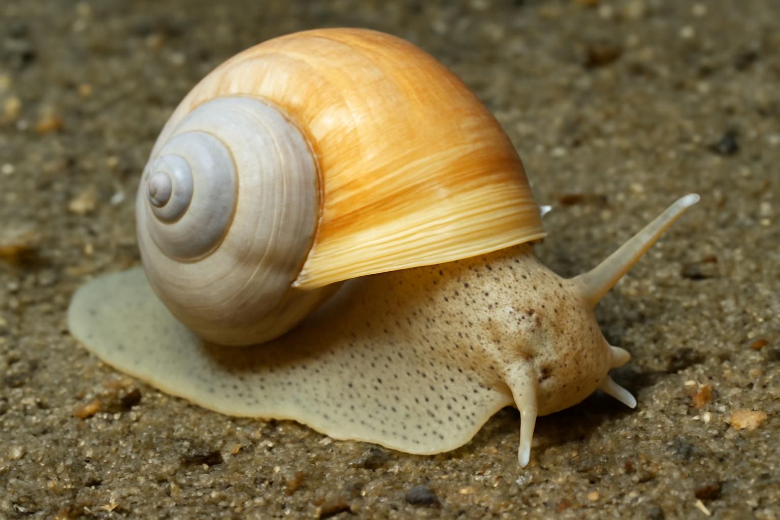 Falsilunatia