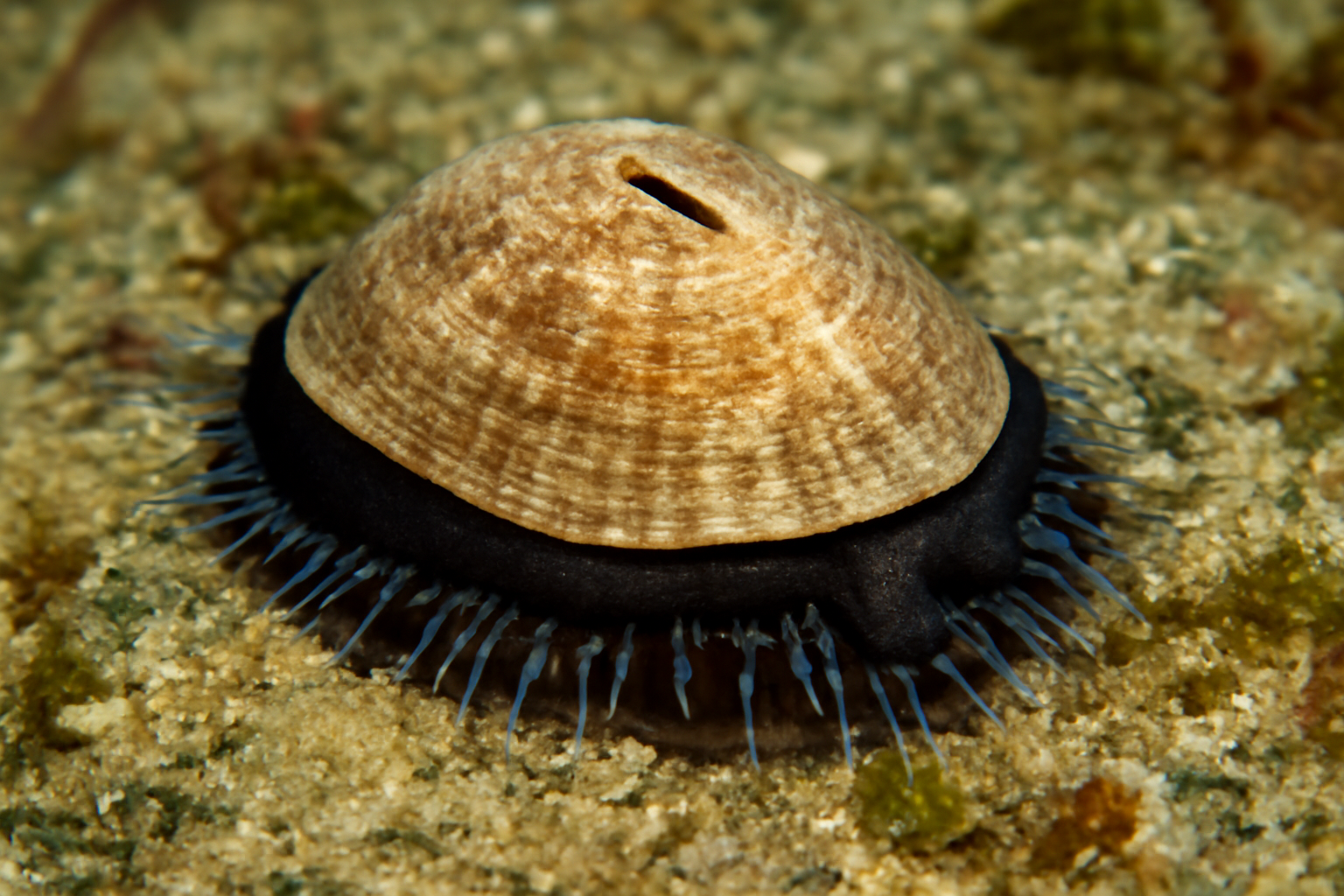 Plesiothyreus