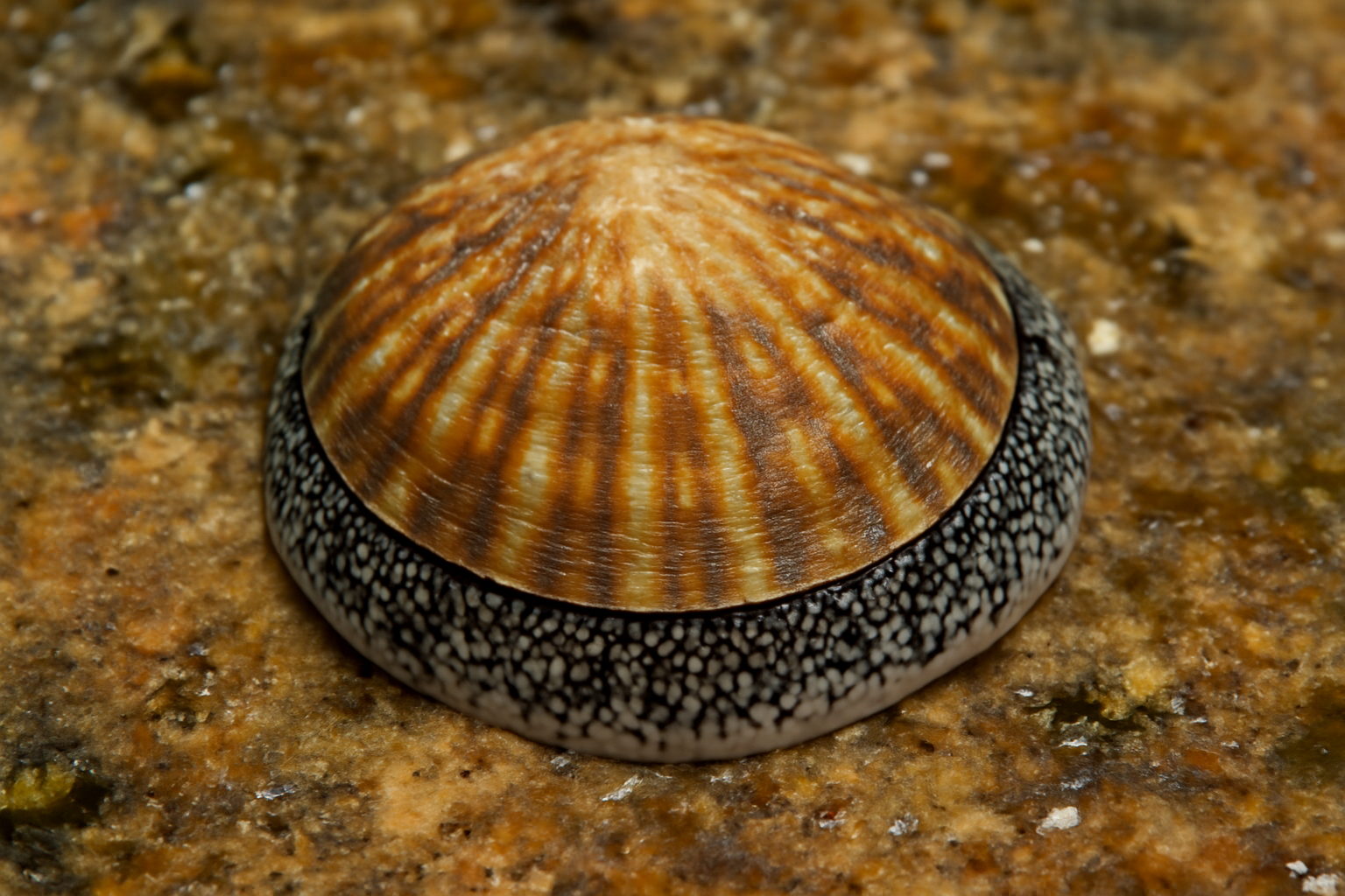 Eoacmaea