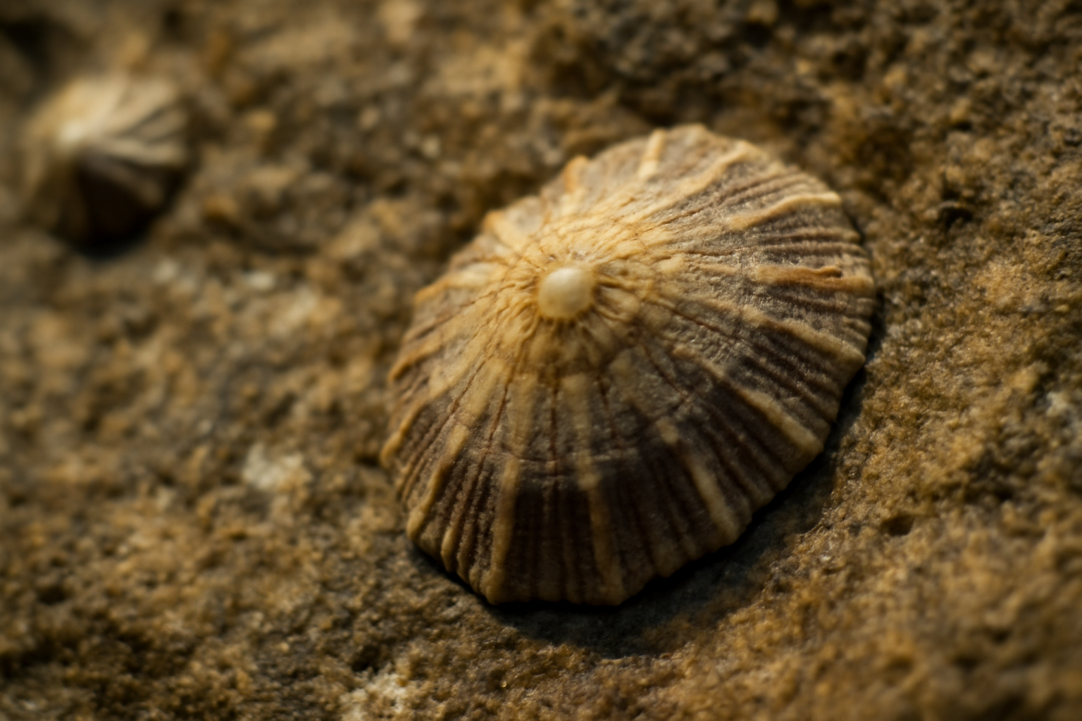 Common Limpets