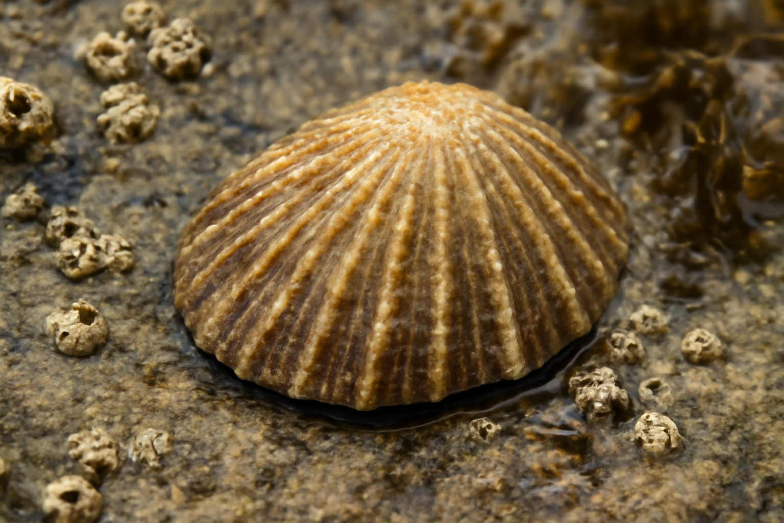 Ribbed Limpets