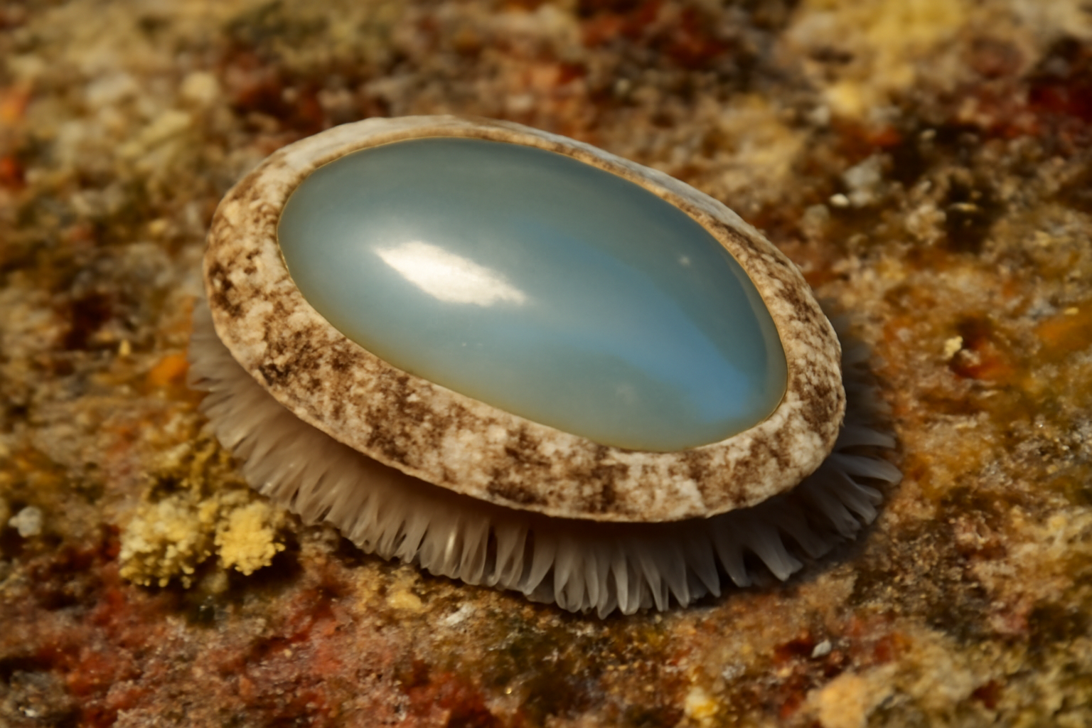 Mirror Limpets