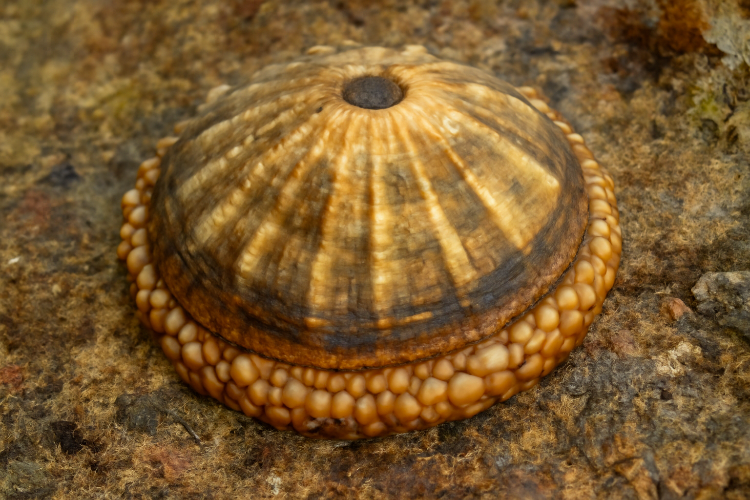 Giant Limpets