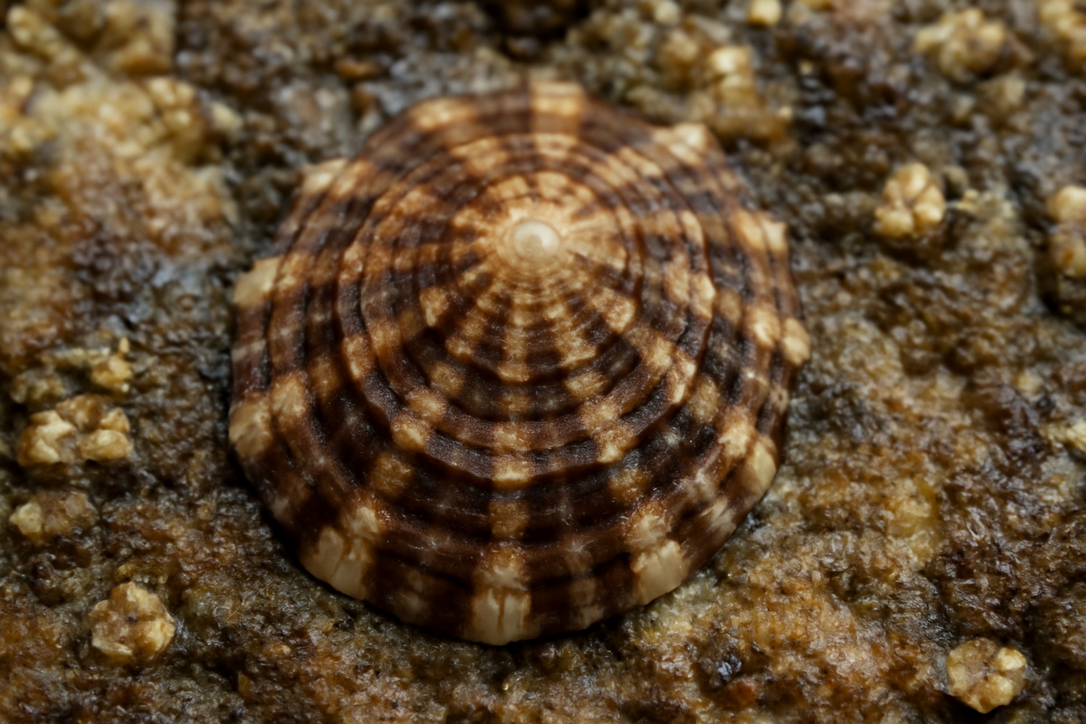 Tessellate Limpets