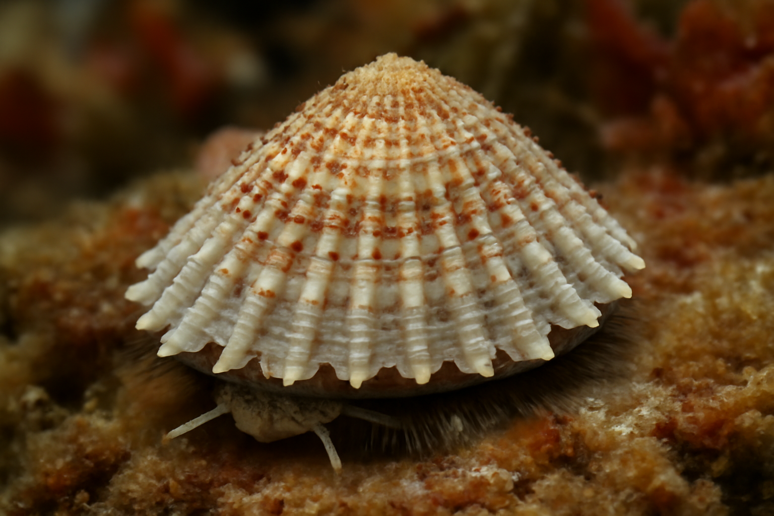 Emarginula