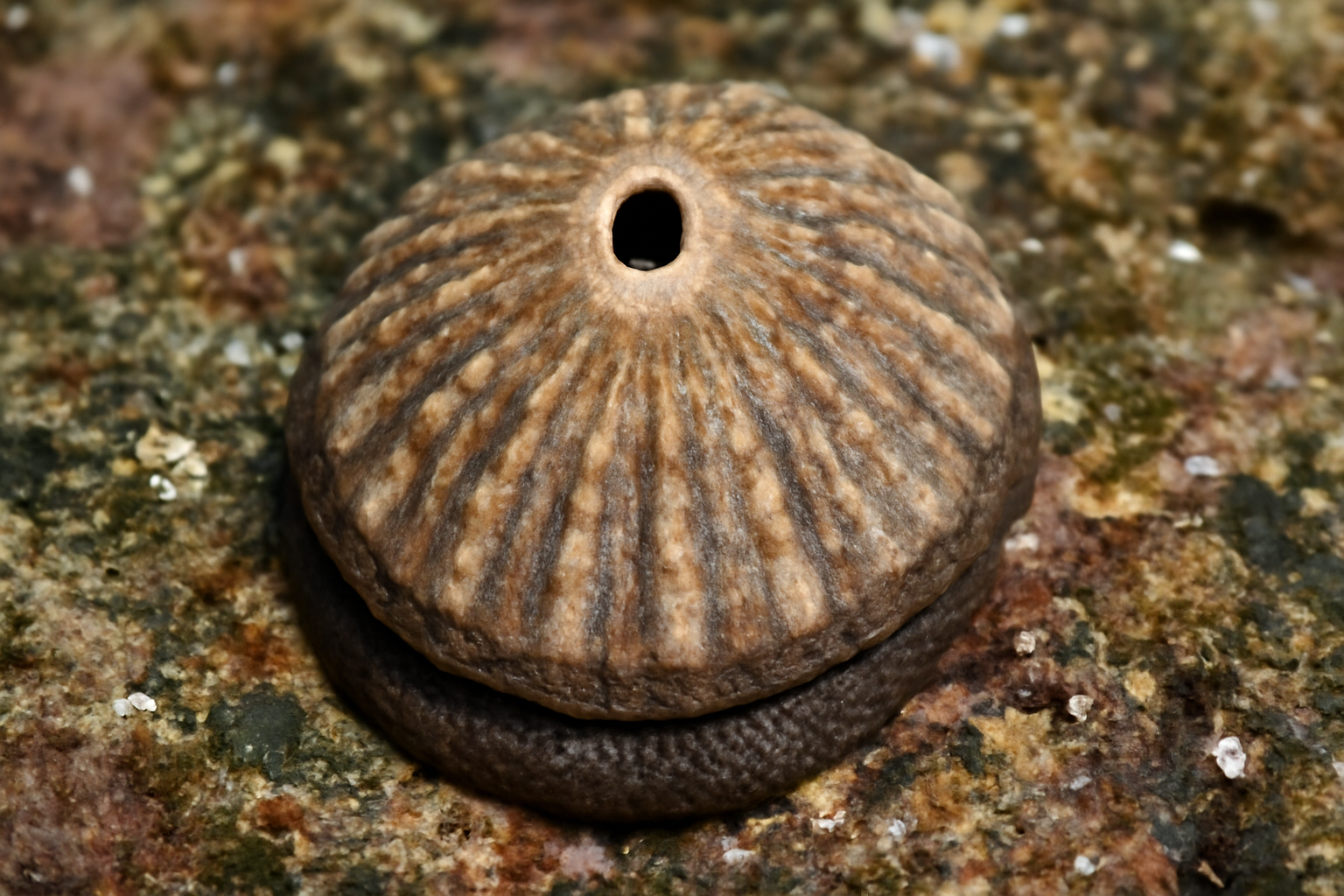 Fissurella