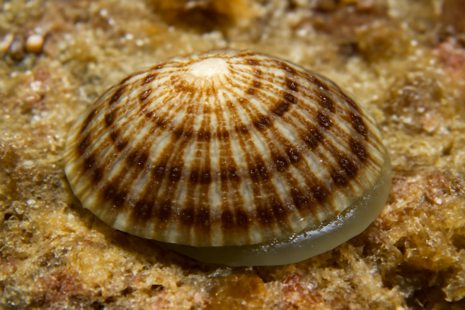 Montfortula