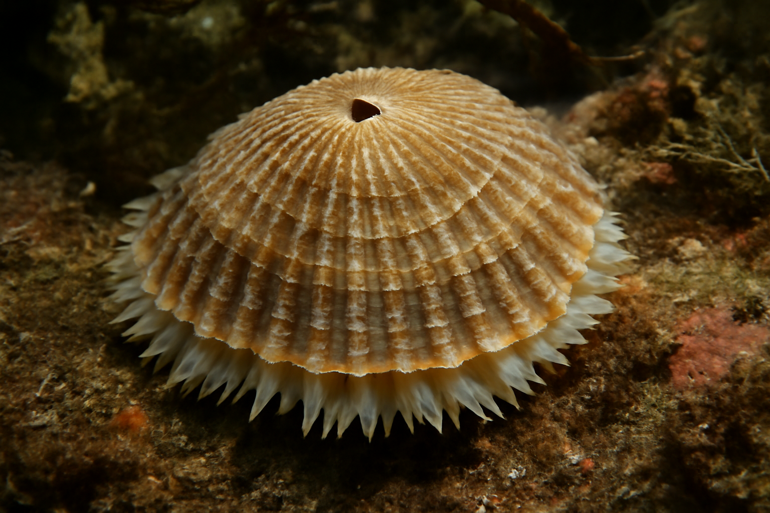Puncturella