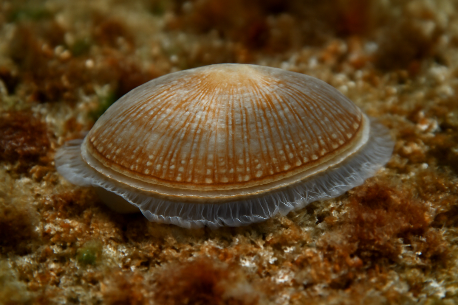 Clypidina