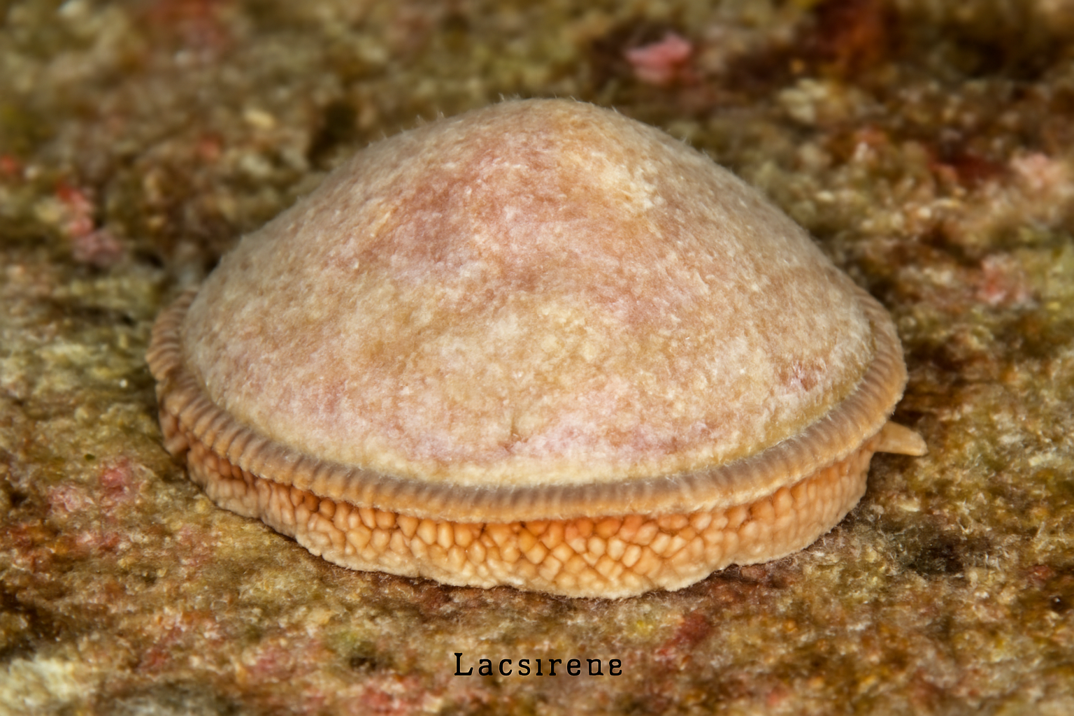 Lucapina
