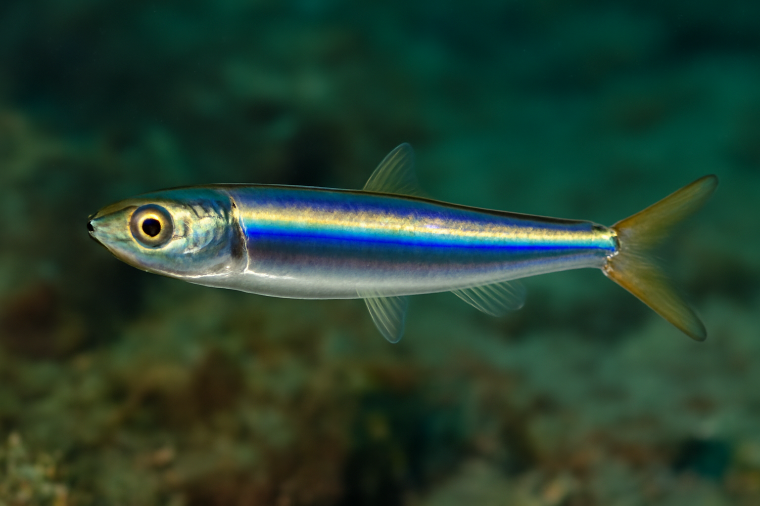 Tropical Anchovy