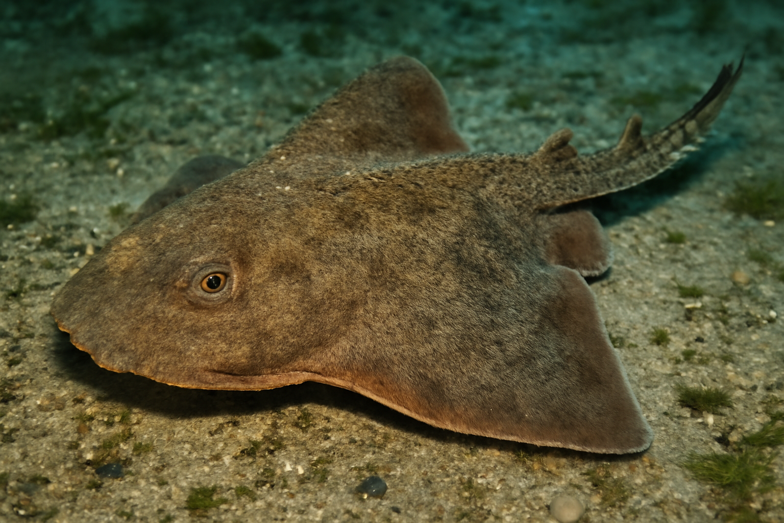 Raspy skate