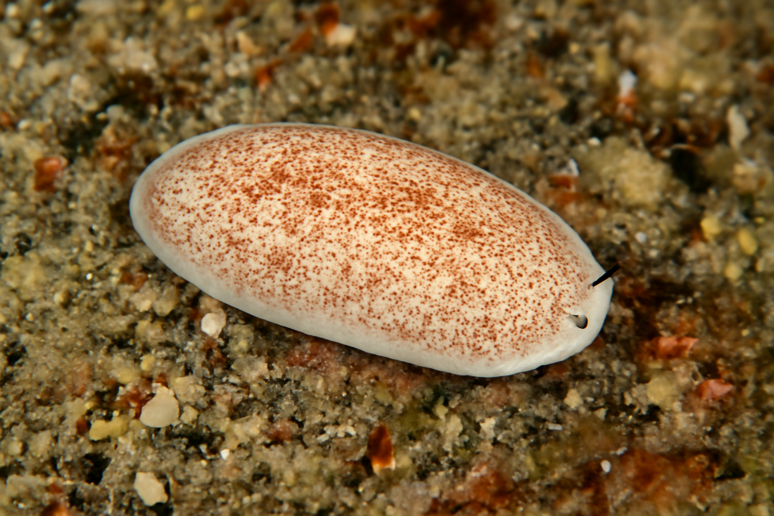Notocomplana