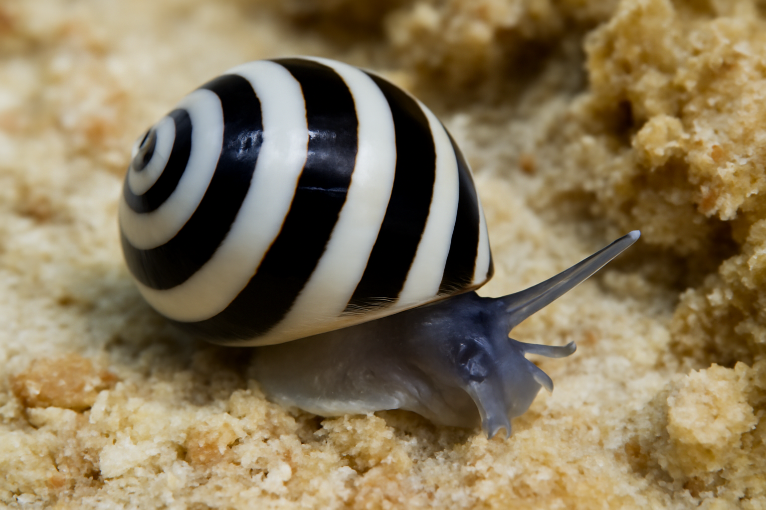 Puperita
