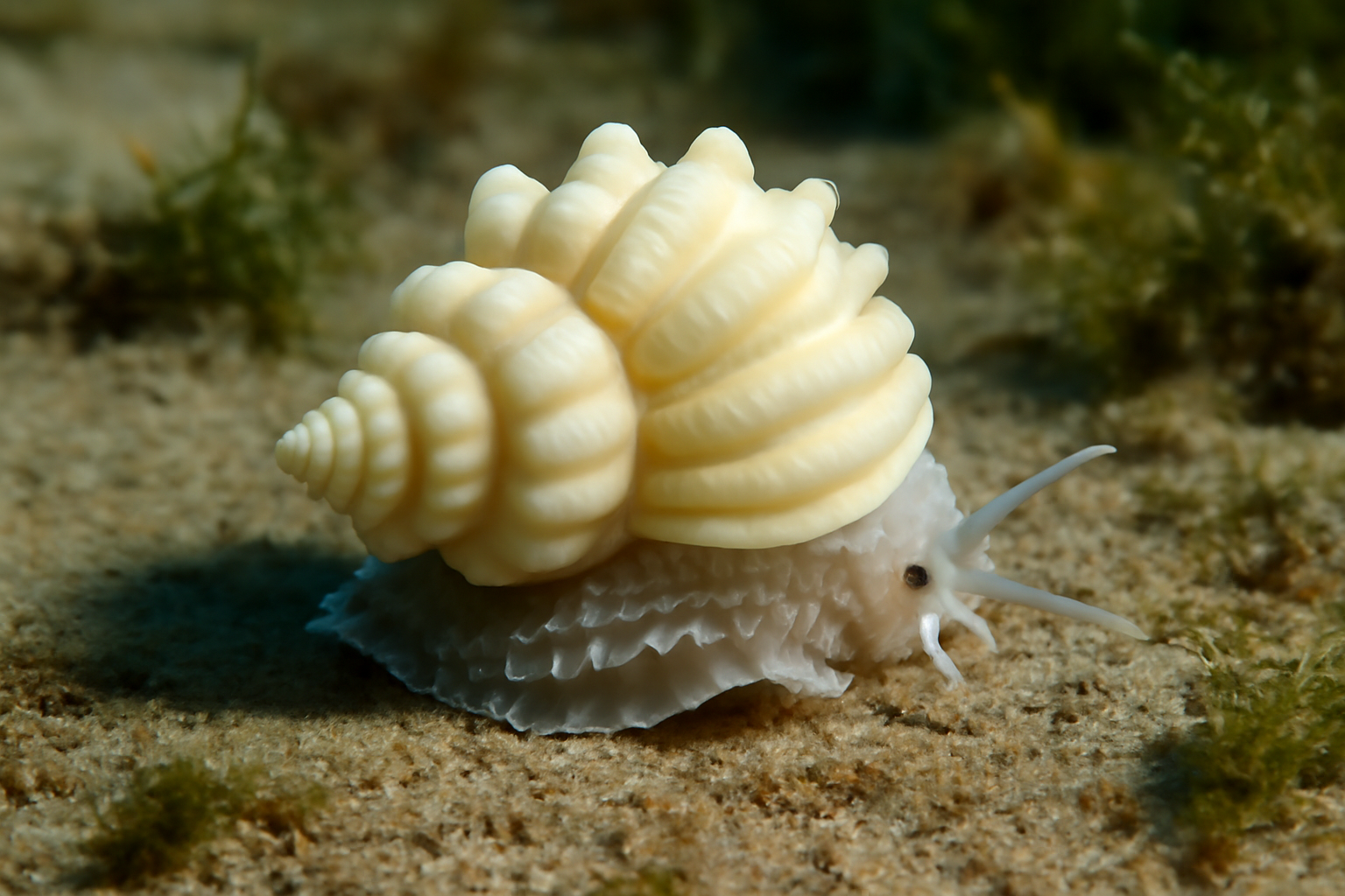 Knobbed Wentletraps
