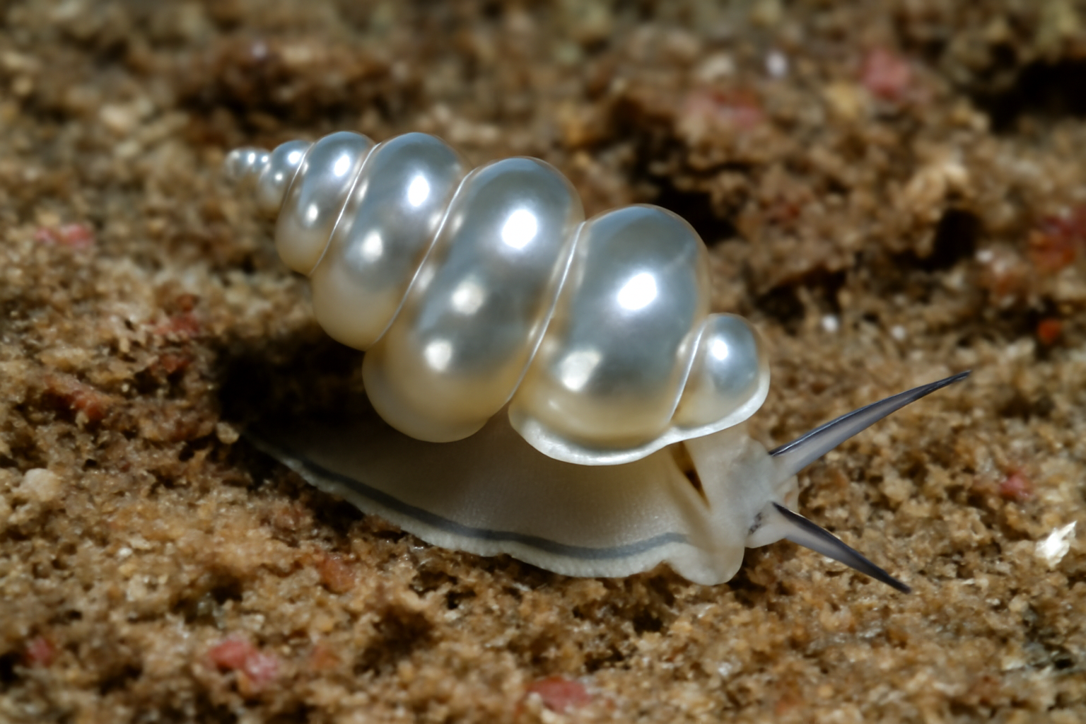 Mirror Wentletraps