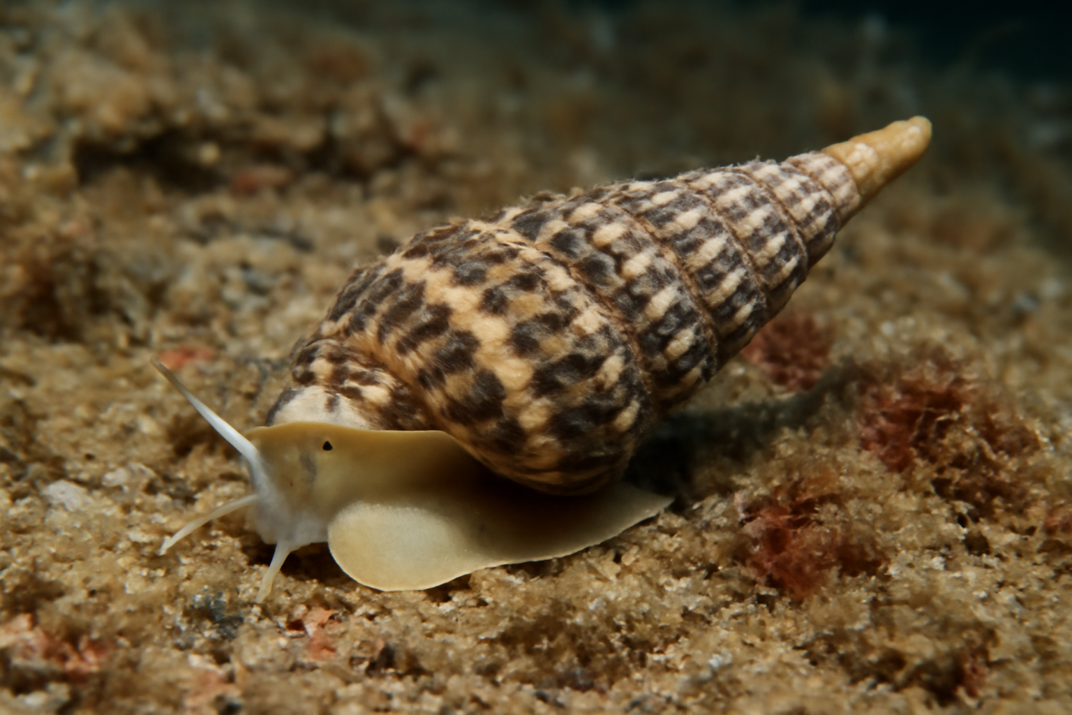 Pointed Snails