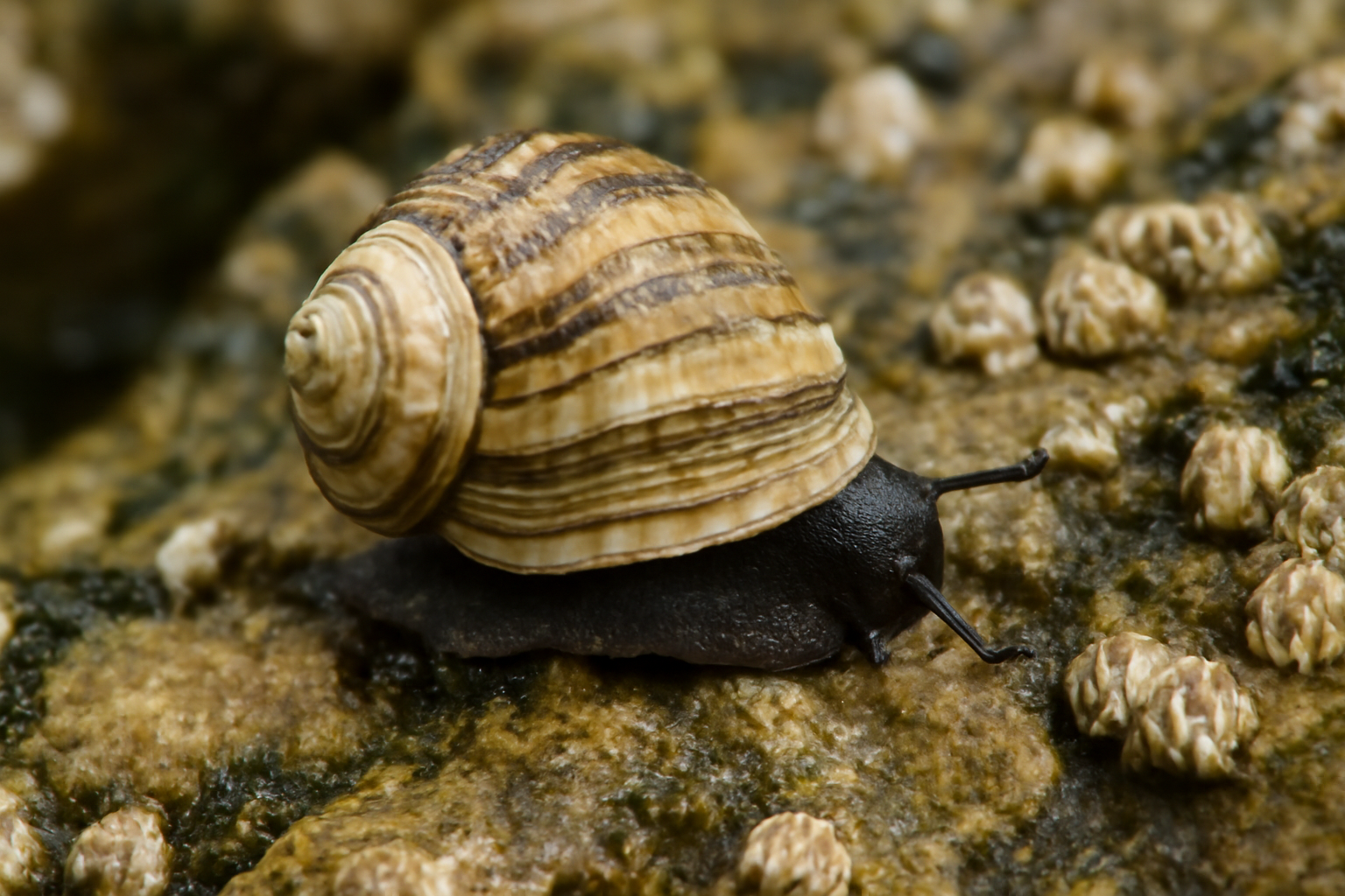 Girdled Periwinkles