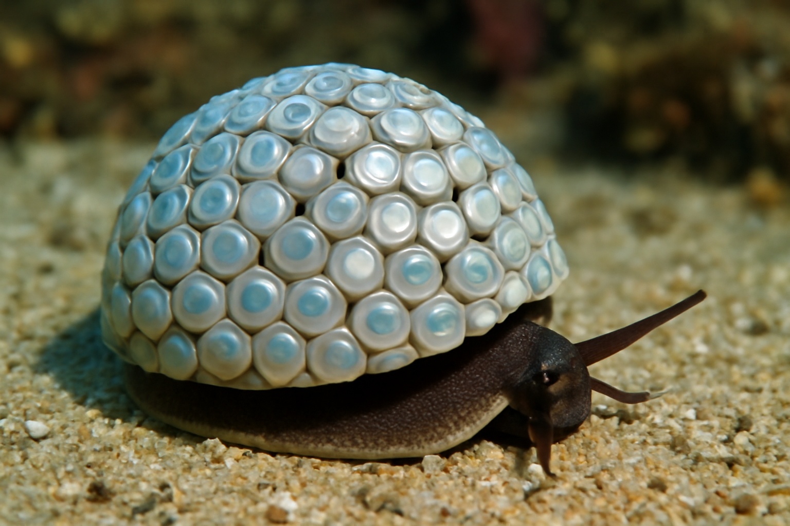 Button Snails