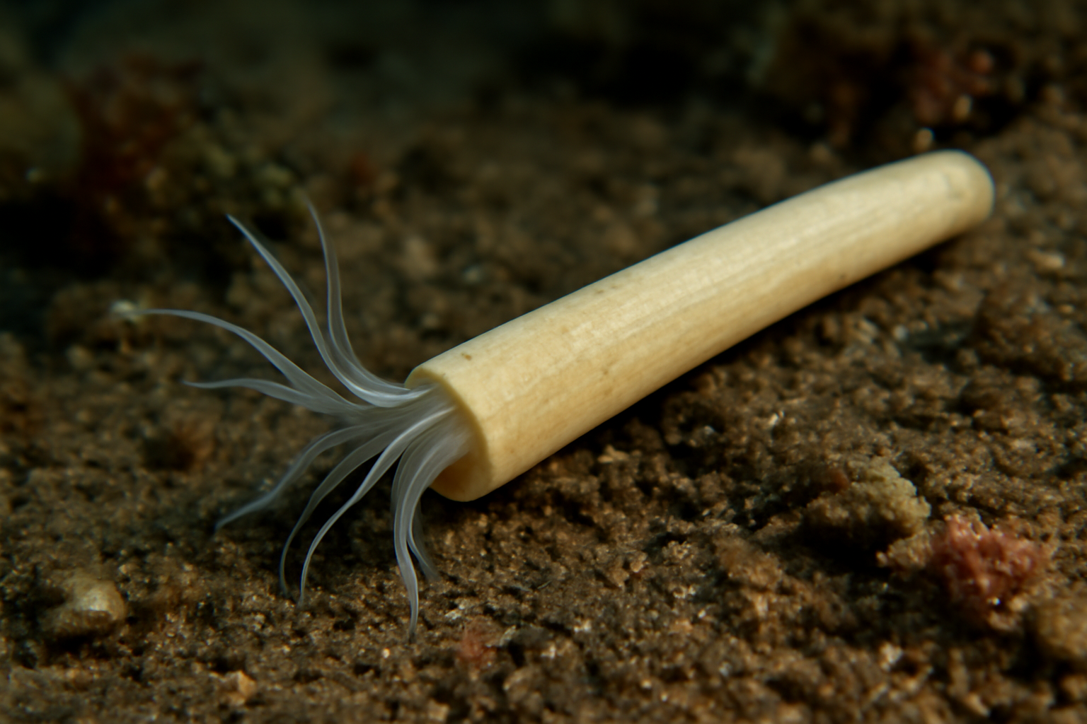 Fissidentalium