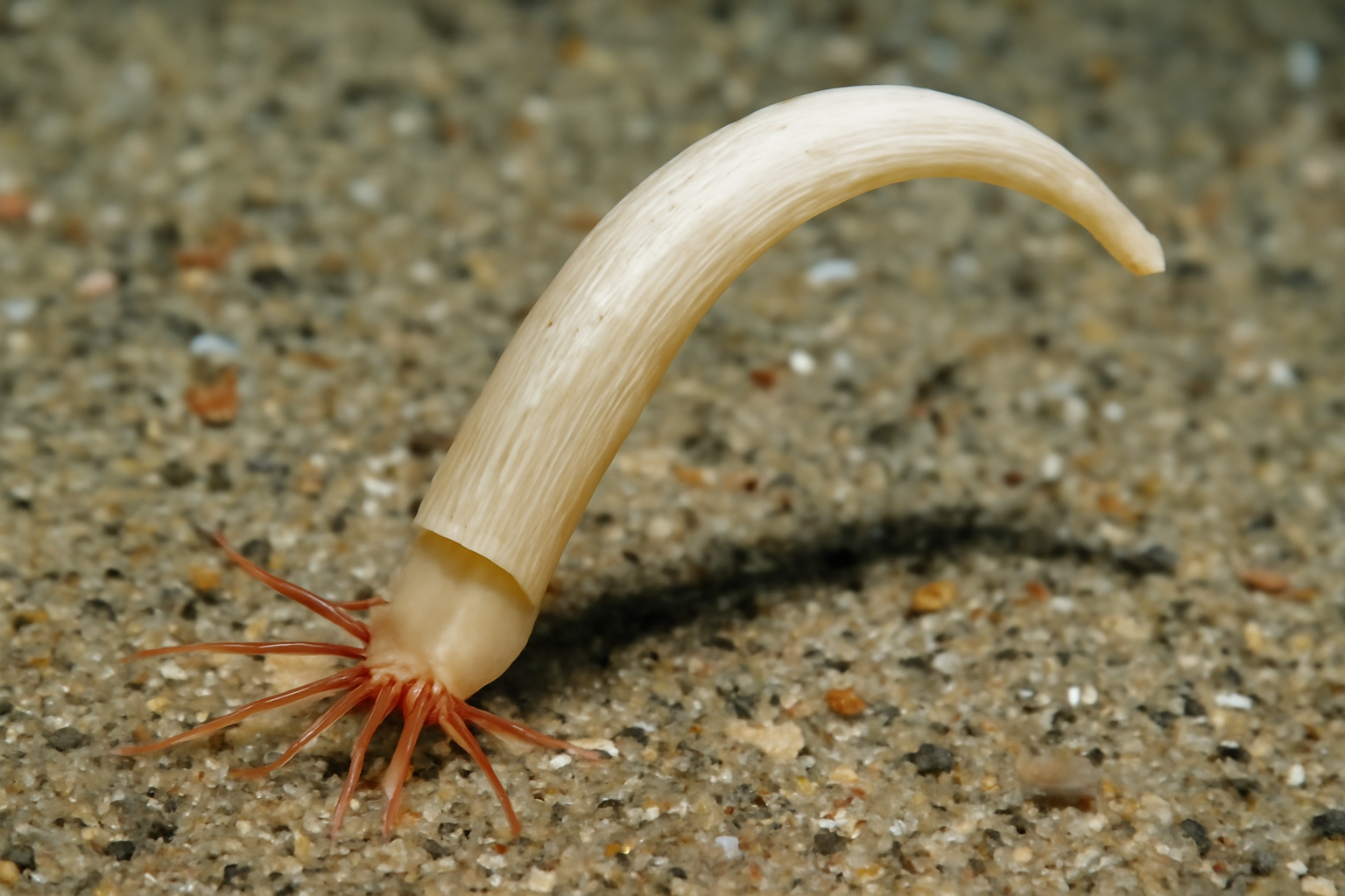 Siphonodentalium