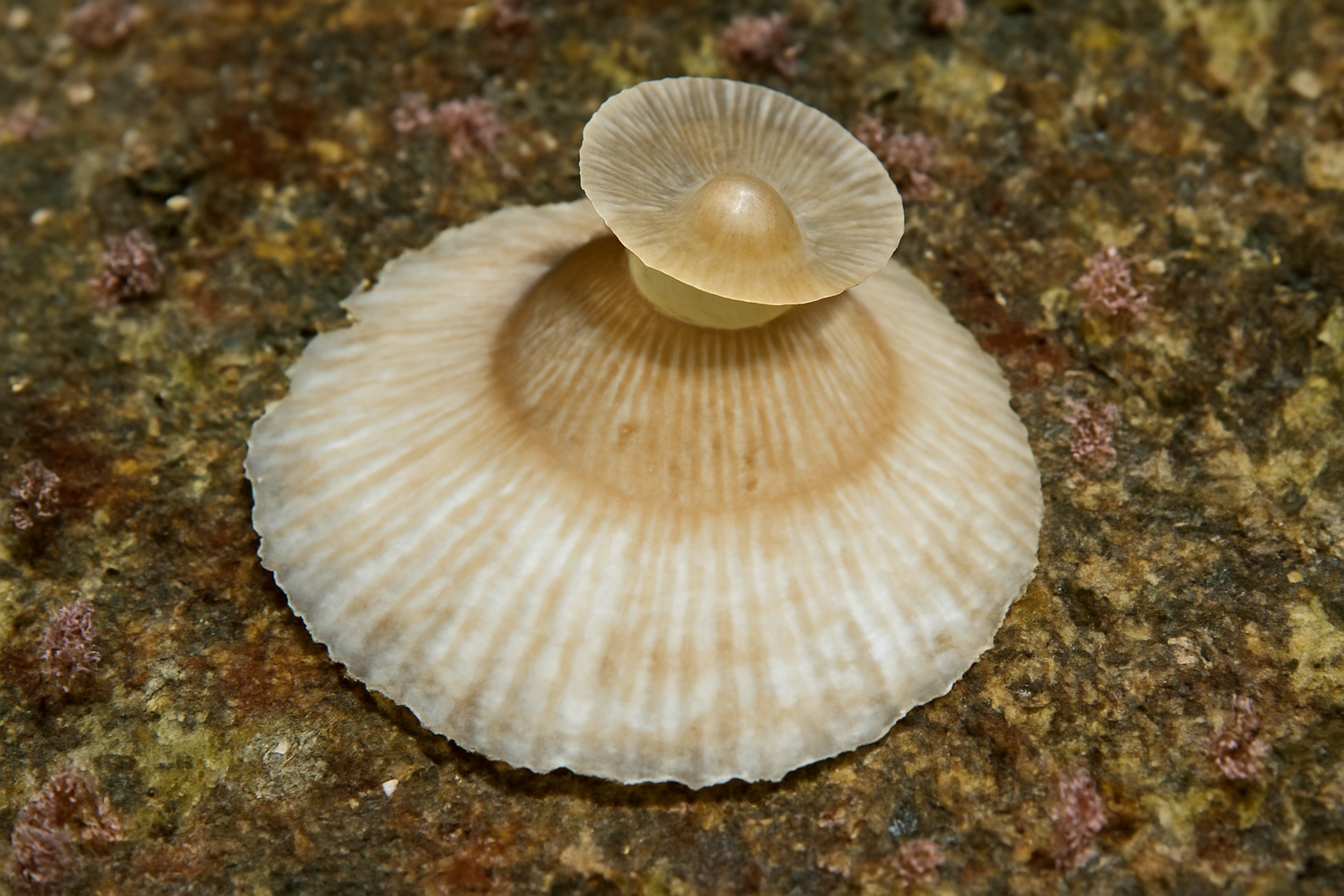 Cup-and-Saucer Limpets