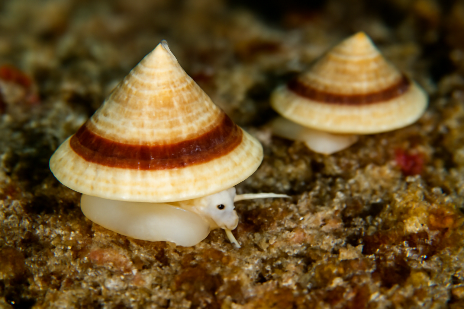 Chinese Hat Snails