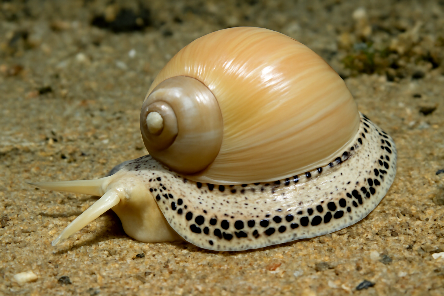 Necklace Shells