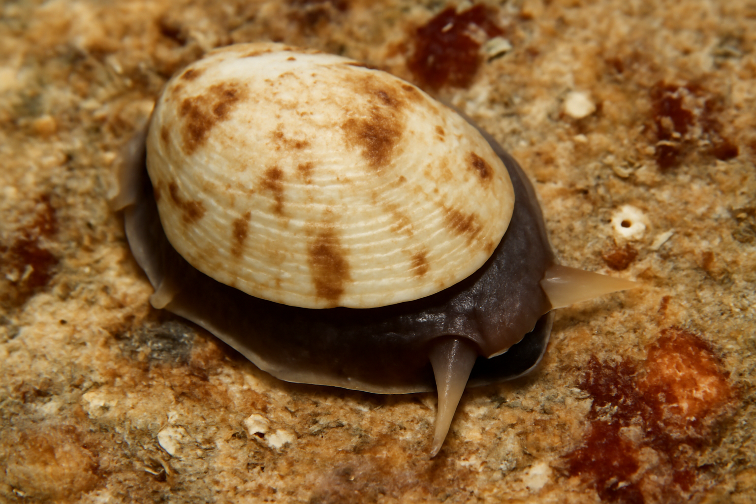 Maoricrypta