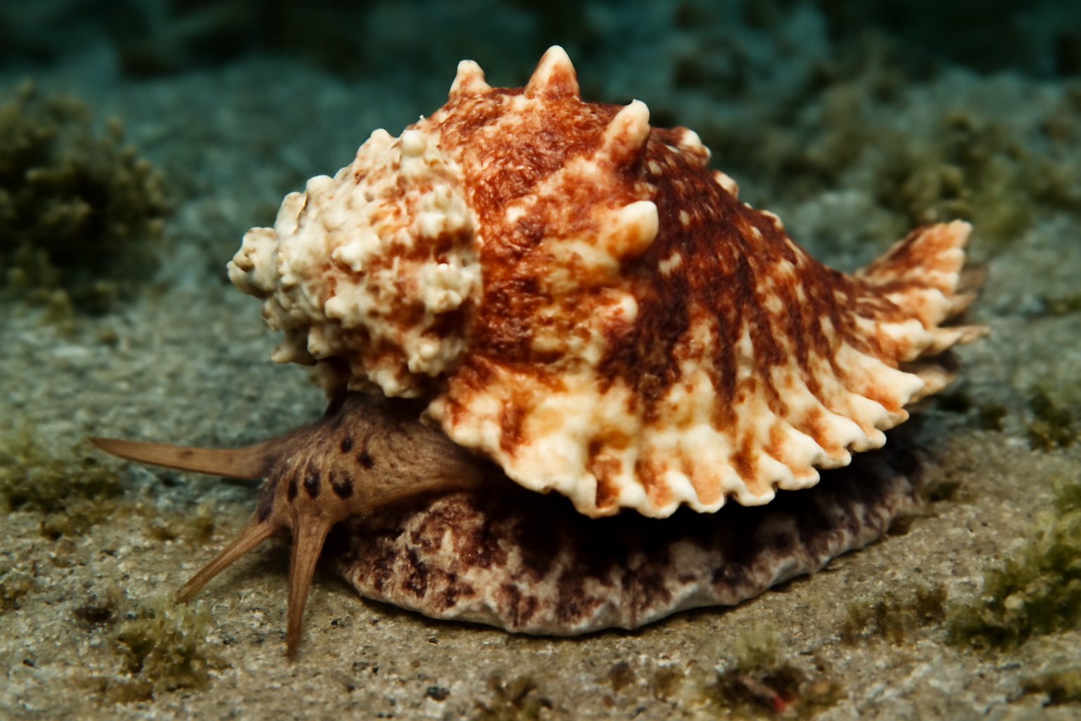 Frog Shells