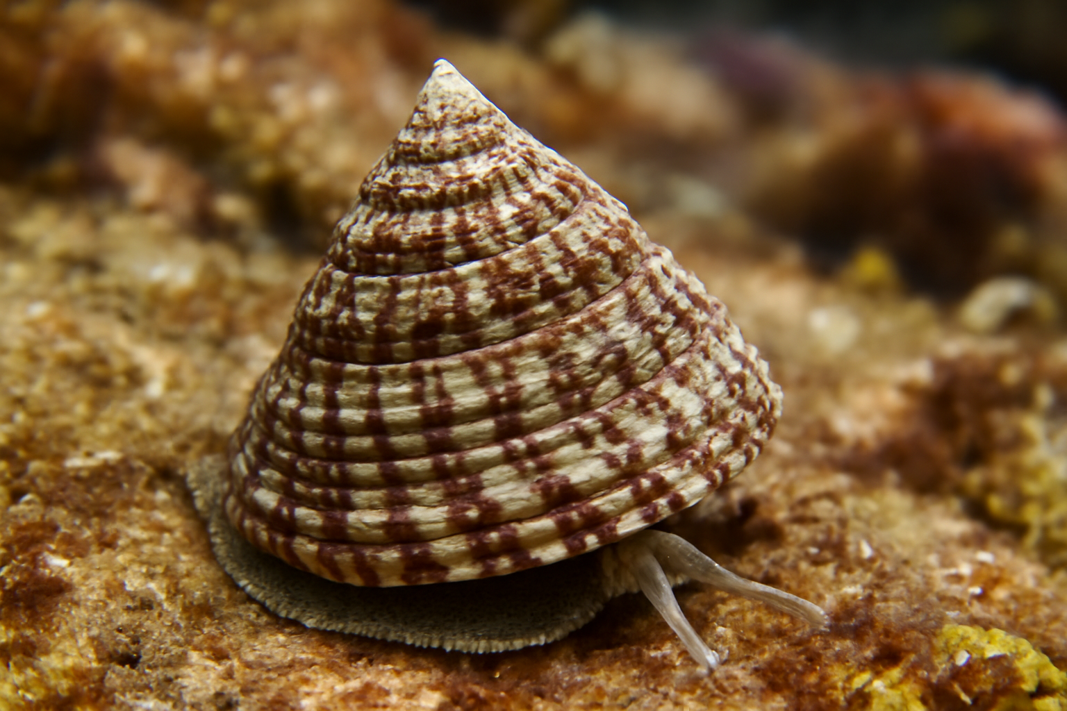Sculptured Top Shells
