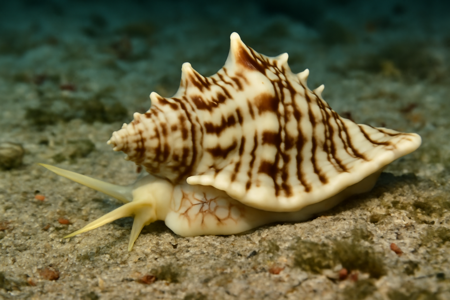 Angular Tritons